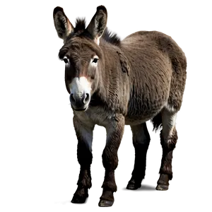 Donkey In Field PNG 05232024