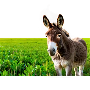 Donkey In Field PNG Ryy