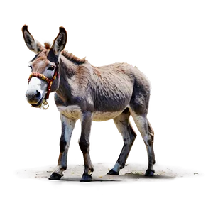 Donkey On The Beach PNG Qgt36