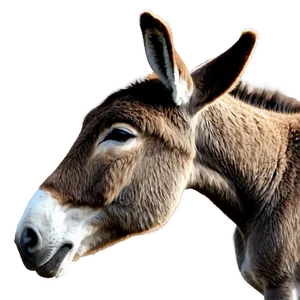 Donkey Outline PNG 05232024