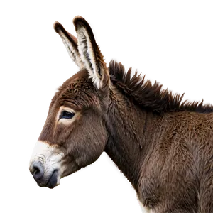 Donkey Profile View PNG Maa31 PNG