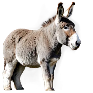 Donkey Profile View PNG Ygp2 PNG