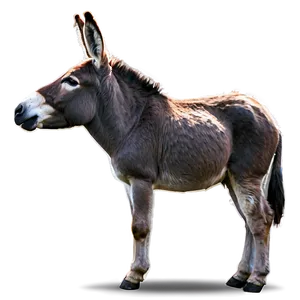 Donkey Side View PNG Sxy
