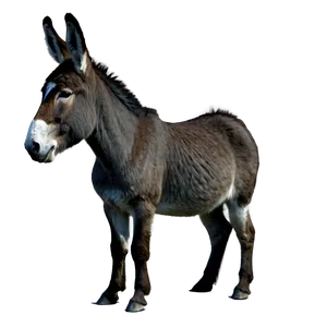 Donkey Silhouette PNG 05232024 PNG