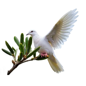 Dove And Olive PNG 59 PNG