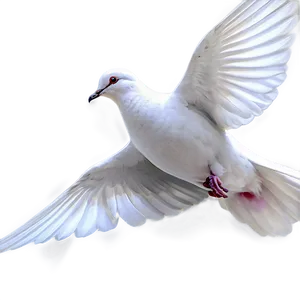 Dove Art PNG 18
