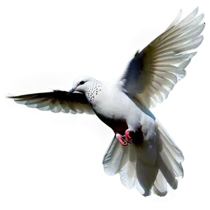 Dove Bird Png 97 PNG image