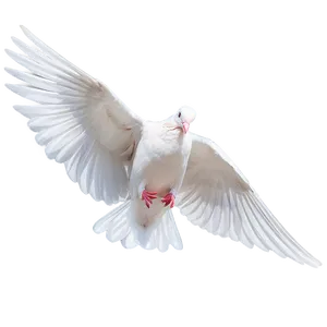 Dove Bird PNG Gqy4 PNG