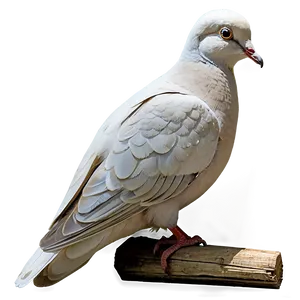 Dove Bird Png Mva PNG image
