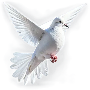 Dove C PNG image