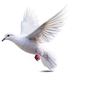 Dove Carrying Letter Png 05042024 PNG image