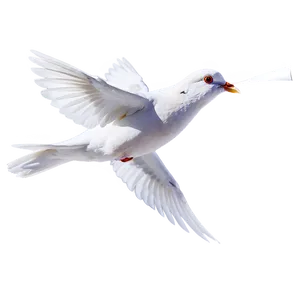 Dove Carrying Letter PNG 69 PNG
