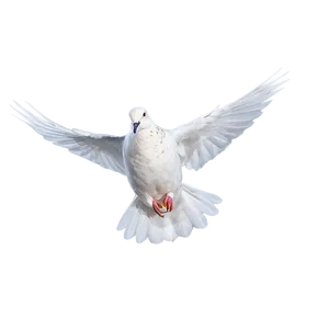 Dove In Flight PNG 05042024