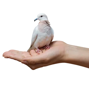 Dove In Hand PNG Ikb95 PNG