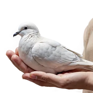 Dove In Hand Png Swp PNG image