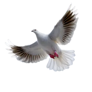 Dove In Sky Png 05042024 PNG image