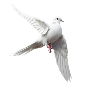 Dove Line Art PNG 05042024 PNG