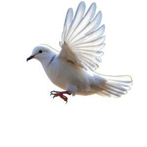 Dove Line Art PNG Nwn38 PNG
