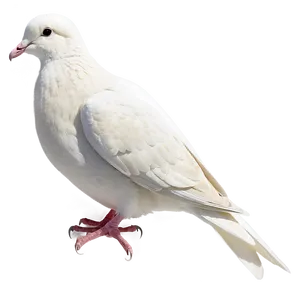 Dove Line Art PNG Umo PNG
