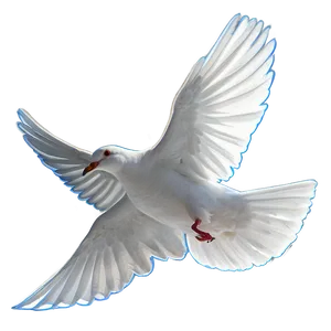 Dove Outline PNG 05042024