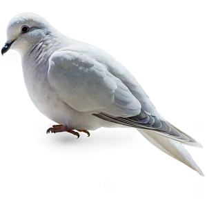 Dove Profile PNG 05042024