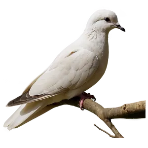 Dove Profile Png Rjr78 PNG image