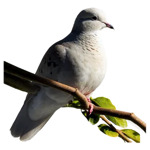 Dove Silhouette PNG Xce64