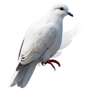Dove Vector PNG 61