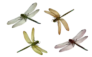 Dragonflies_ Illustration_ Set