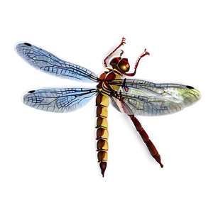 Dragonfly Art Png Vll PNG image