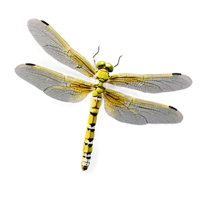 Dragonfly In Flight PNG 05212024
