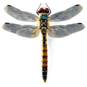 Dragonfly In Nature Png 21 PNG image