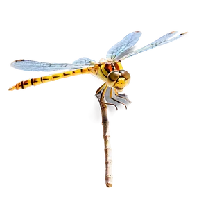 Dragonfly In Nature PNG Cra38 PNG