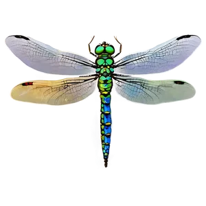Dragonfly Life Cycle PNG Grn PNG