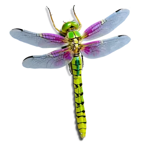 Dragonfly On Flower Png Qxs PNG image