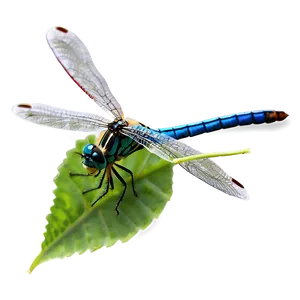 Dragonfly On Leaf Png Fuo9 PNG image