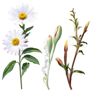 "dream In Blossom: Inspiring Flower PNG" C