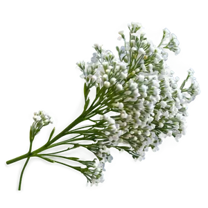 Dreamy Babys Breath Cloud Png 06132024 PNG image