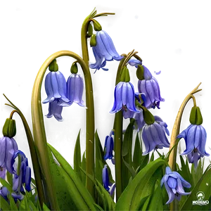 Dreamy Bluebell Png 21 PNG image