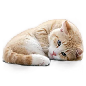 Dreamy Cat Meme PNG Nyh74 PNG
