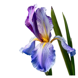 Dreamy Iris PNG 33 PNG