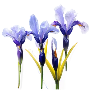 Dreamy Iris PNG Clm45