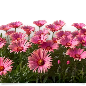 Dreamy Pink Flower Field PNG Xoa5