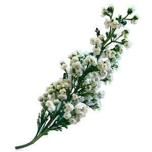 Dried Baby's Breath Decor Png 54 PNG image