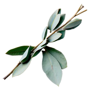 Dried Eucalyptus Bundle Png 05242024 PNG image