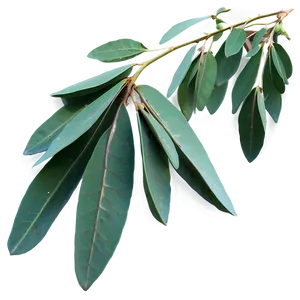 Dried Eucalyptus Bundle Png 05242024 PNG image