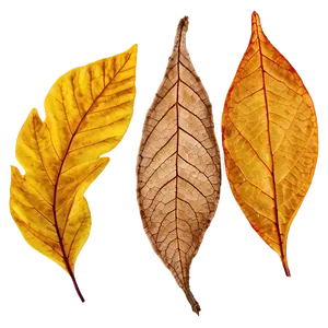 Dried Fall Leaves Png 29 PNG image