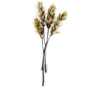 Dried Flowers D PNG image