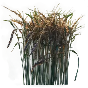Dried Grass Clippings PNG 11