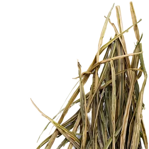 Dried Grass Clippings PNG 49